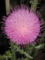 wpe186.jpg (110377 bytes)