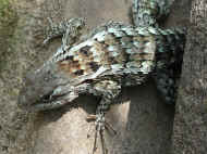 wpe177.jpg (146410 bytes)